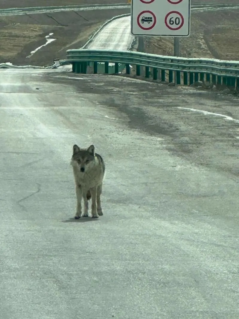 野狼在公路上拦车，并朝车上张望.jpg